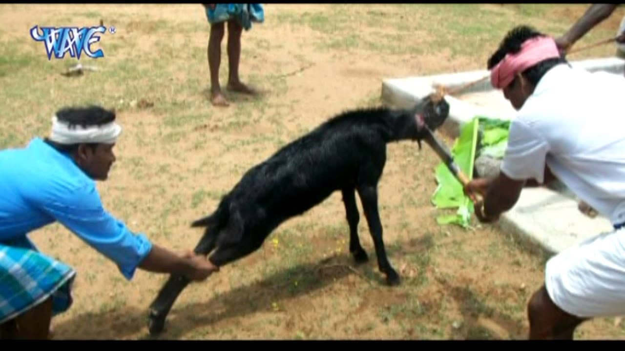 काहे बकरिया दिहला मारी - Sange Kuchho Na Jayi | Gopal Rai | Latest Bhojpuri Nirgun Song